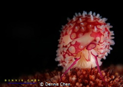 Cowry - Prionovolva brevis by Dennis Chen 